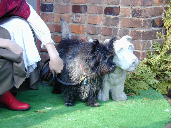 Scottie dog with stone image