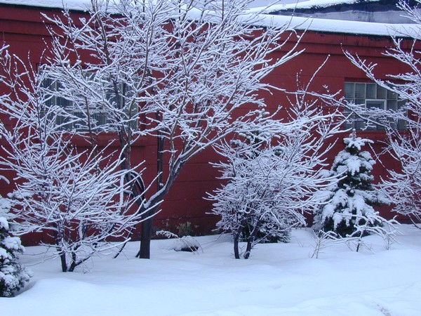 Snow covered trees behind ChipChat Headquarters