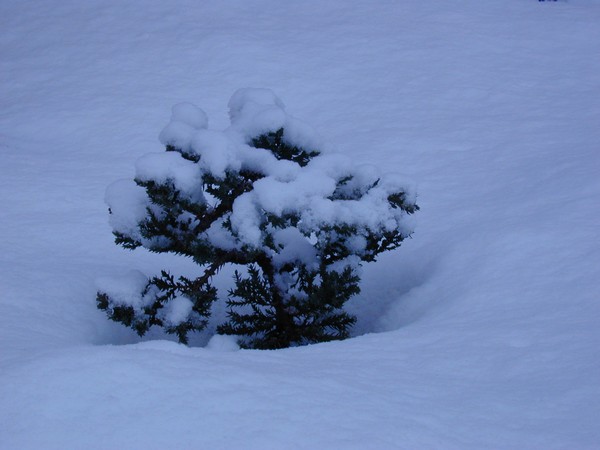 Bonsai buried in snow
