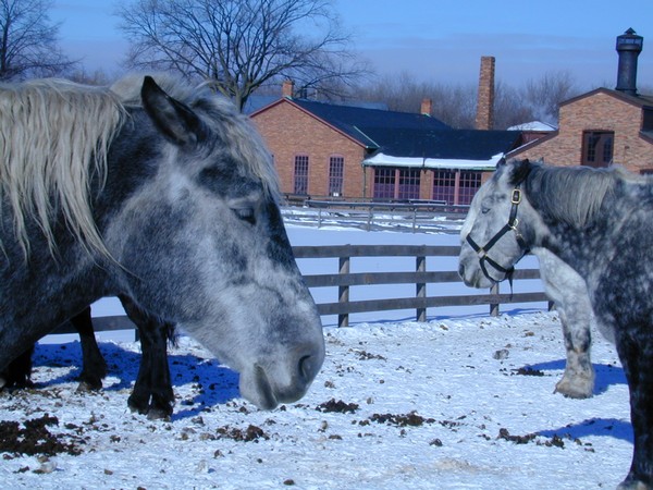 Horses stand in a field at Greenfield Village