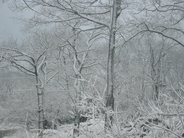 Trees covered with snow