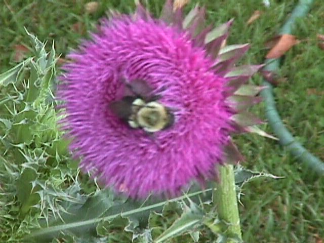 Bee sleeping in a thistle
